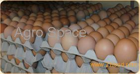  Farm  fresh chicken eggs