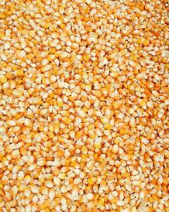 Non GMO Yellow Corn yellow corn for human and animal consumption