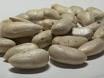 jackfriut seed