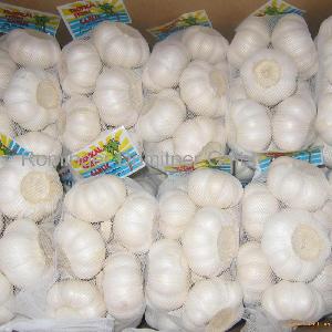 Whole Fresh Garlic