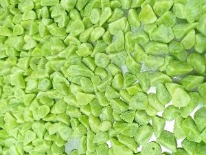 Whole Frozen stem lettuce