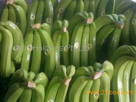 Fresh Green  Banana s