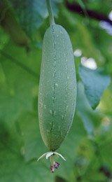  Sponge  Gourd