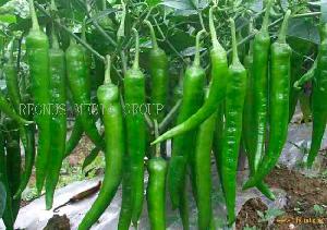 Fresh Green Chilly