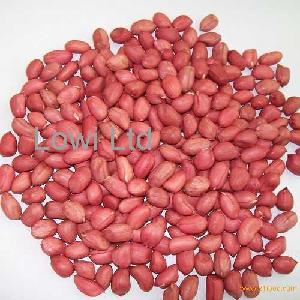 Groundnuts