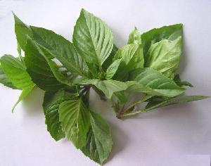 Frozen Basil