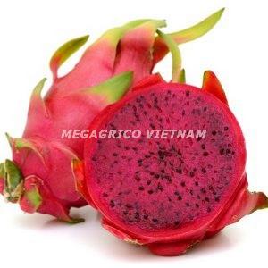 Frozen Red Dragon Fruit diced 2x2cm