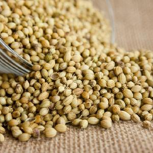 Coriander seeds for export and import