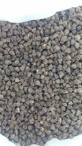 Moringa seeds wingless