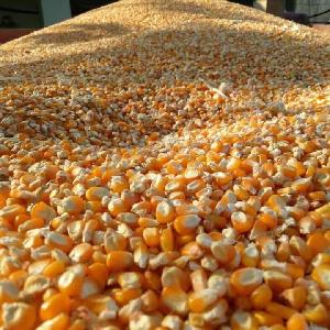 NON-GMO YELLOW ANIMAL CORN