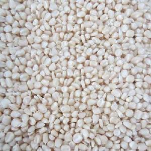 GMO WHITE CORN