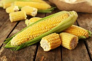 GMO YELLOW CORN