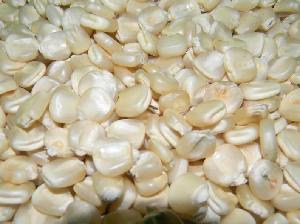 GMO WHITE ANIMAL FEED CORN