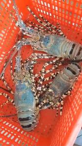 Live Pearl Lobsters