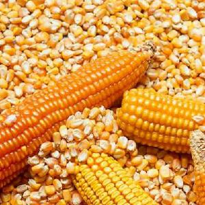 CORN