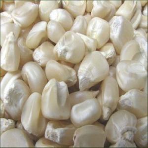 White Dried Corn/Maize For Sale