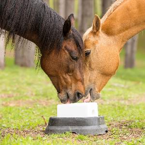 Animal Licking Salt