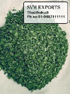 moringa dry leaf